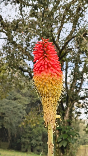 Red Hot Poker