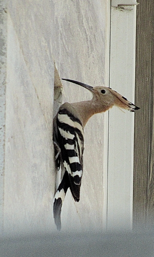 Common Hoopoe