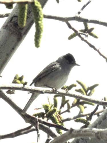 Eurasian Blackcap