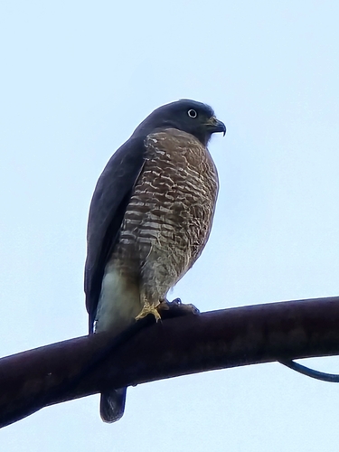 Roadside Hawk