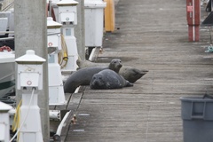 Pacific Harbor Seal