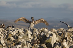 California Brown Pelican