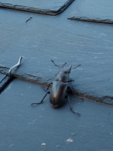 European Stag Beetle