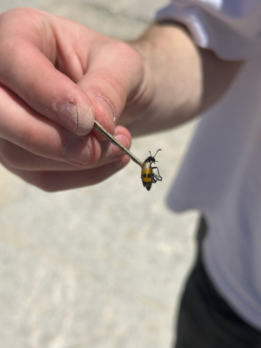Four-spotted Blisterbeetle