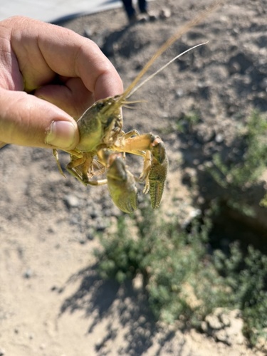 Virile Crayfish