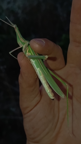 Truxalis nasuta