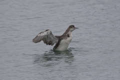 Common Loon