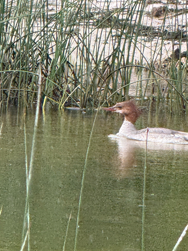 Common Merganser