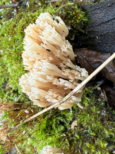 crown-tipped coral fungus