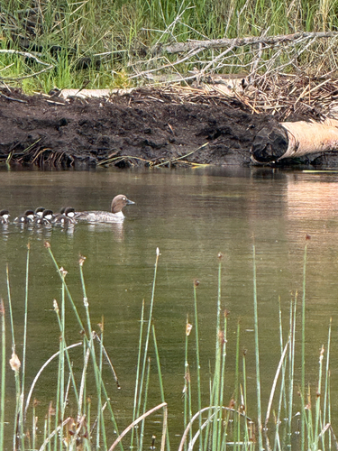 American Goldeneye
