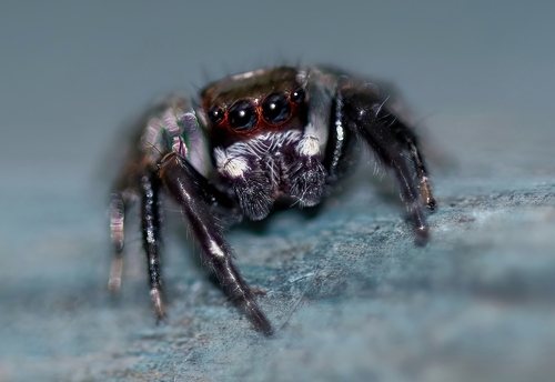 Mediterranean white-banded spider
