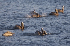 California Brown Pelican
