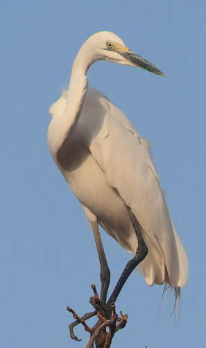Great Egret