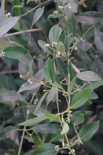 black mangrove