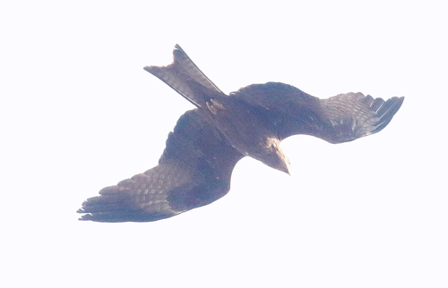 Yellow-billed Kite