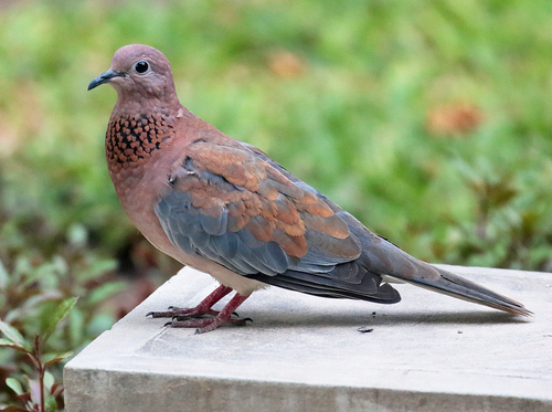 Laughing Dove