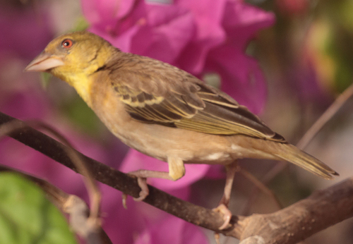 Village Weaver