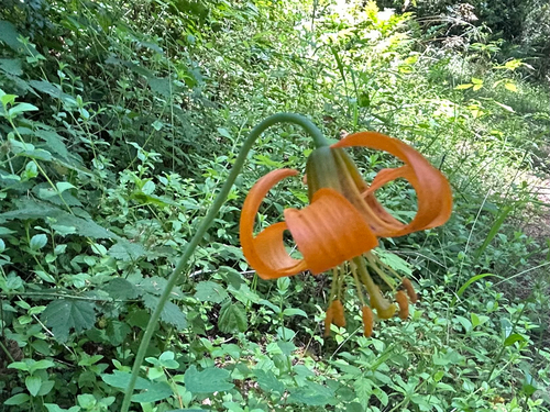 Columbia lily