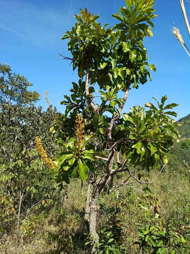 Vochysia rufa