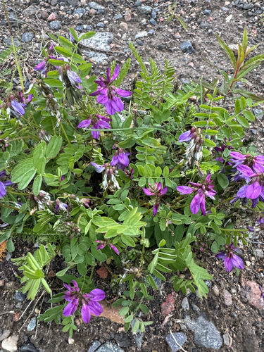Alpine Milkvetch