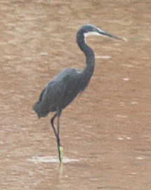 Western Reef Heron