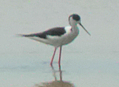 Black-winged Stilt