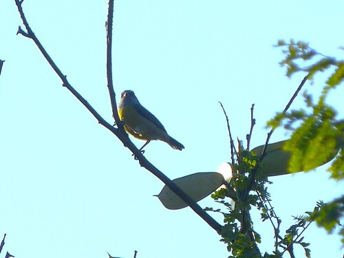 Bananaquit
