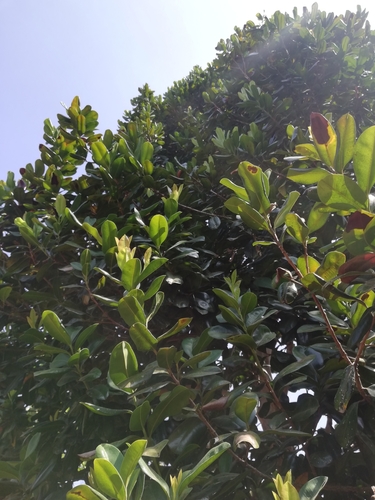 Corynocarpus laevigatus image
