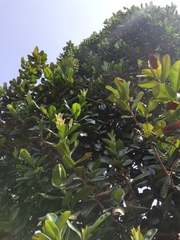 Image of Corynocarpus laevigatus