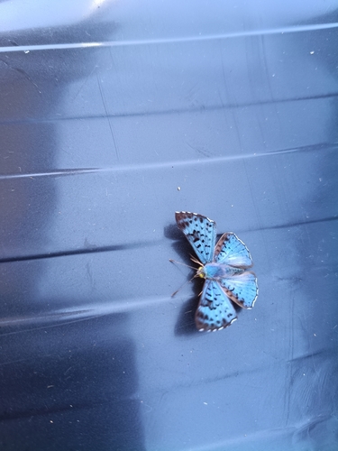 black-patch bluemark