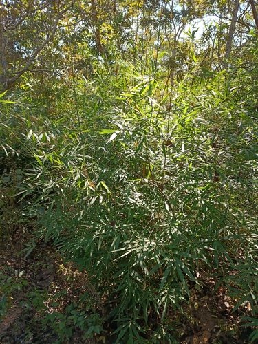 Actinocladum verticillatum