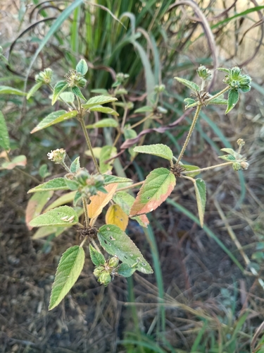 Tropic Croton