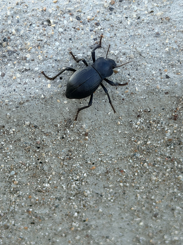 Asbolus mexicanus