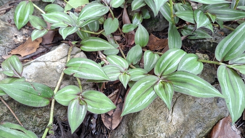 Zebra Spiderwort