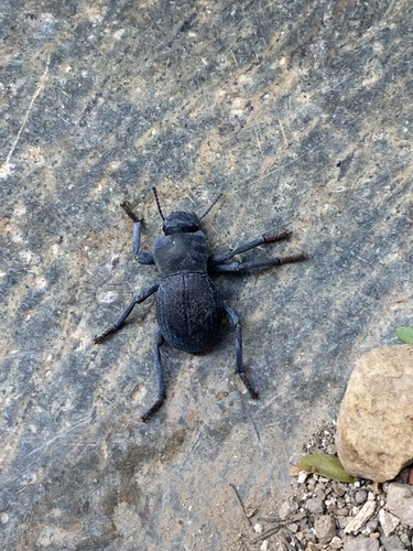 Asbolus mexicanus