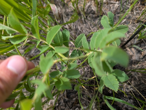 prairie rose