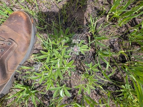 breadroot scurf pea