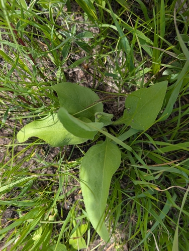 stiff-leaved goldenrod