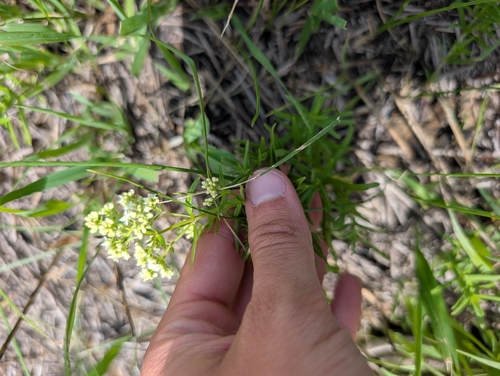 Northern Bedstraw