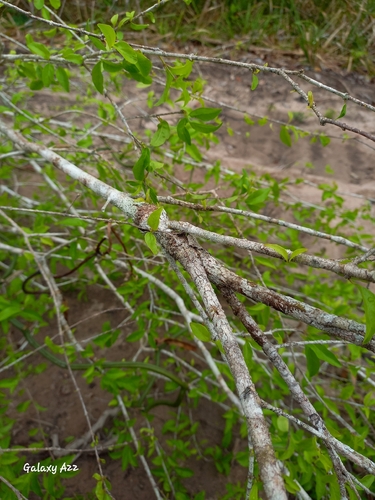 Machaonia lindeniana