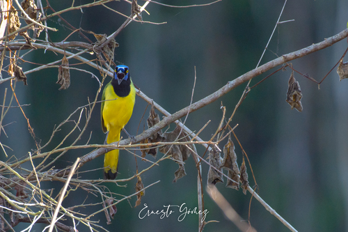 Green Jay