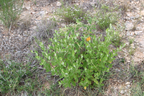 Tamaulipan Rocktrumpet