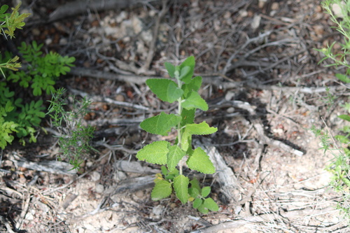 shrubby blue sage