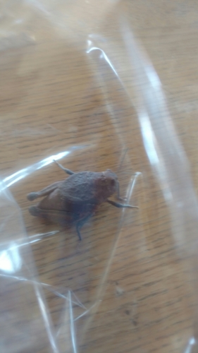 Robust Toad Lubber