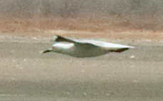Slender-billed Gull
