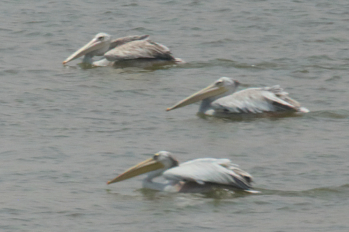 Pink-backed Pelican