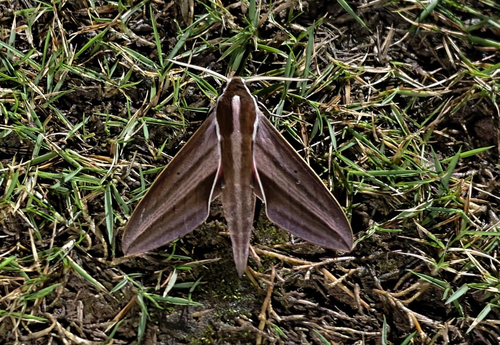 Suffused Hunter Hawkmoth