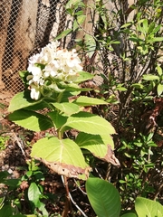 Image of Clerodendrum chinense
