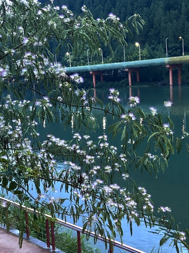 Persian silk tree