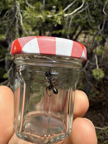 iNaturalist observation photo of Western Black Carpenter Ant